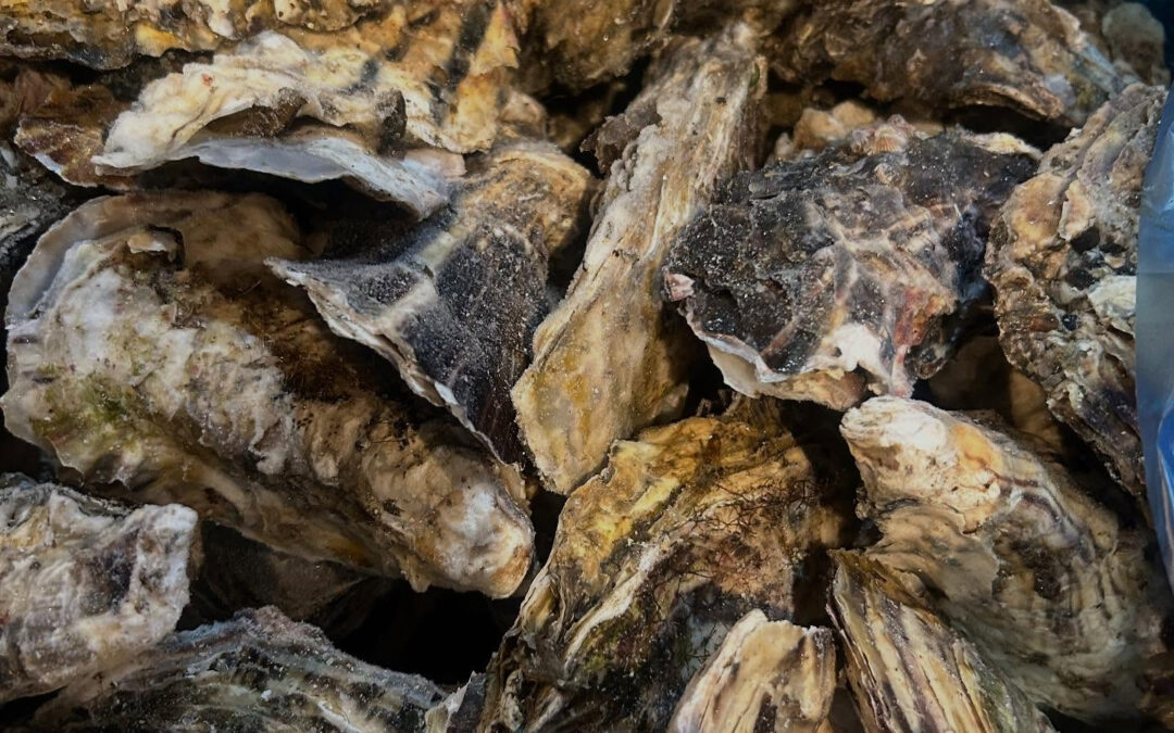 大量に宮城産の牡蠣を入荷しました