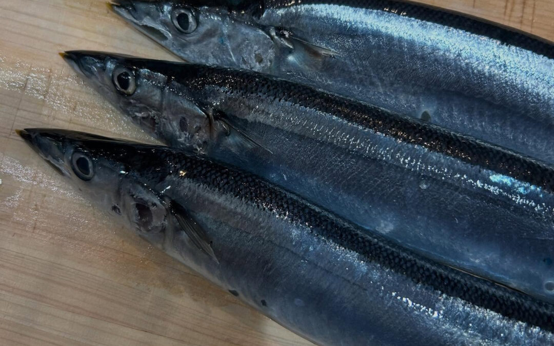 今年の秋刀魚はとてもいい