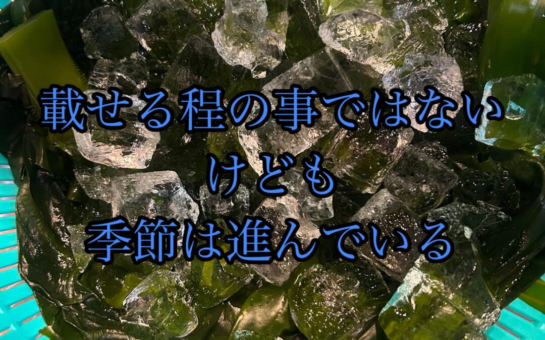 新物のわかめをさっと湯どうしして自家製のポン酢で