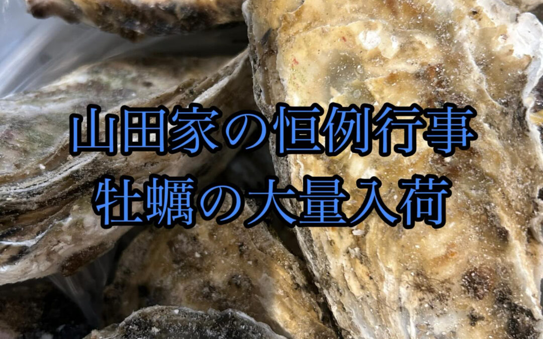 大量の牡蠣が届きました